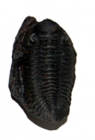 Metacryphaeus limabambae, Trilobite