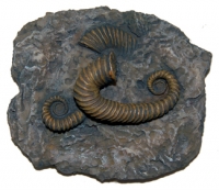 Toxaceratiode (ammonites) (SOLD OUT)