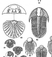 Exotic Trilobites of the World Poste