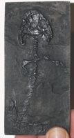 Platyrhinops (Amphibamus) lyelli, early amphibian skeleton