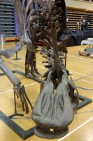 Tsintaosaurus  complete skeleton replica rental