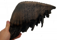 Mammuthus primigenius woolly mammoth tooth