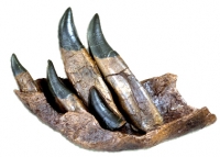 Tyrannosaurus rex Tooth Progression Partial Dentary