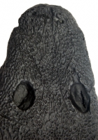 Greererpeton burkemorani, skull, large