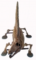 Dimetrodon skeleton