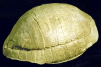 Stylemys nebrascensis, Tortoise/Turtle
