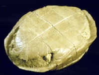 Stylemys nebrascensis, Tortoise/Turtle