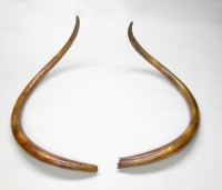 Mammoth Tusks, 7.5 feet around the curve